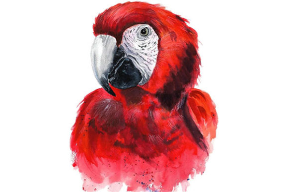 Embracing the Vibrancy of the Red Macaw in Modern Digital Design